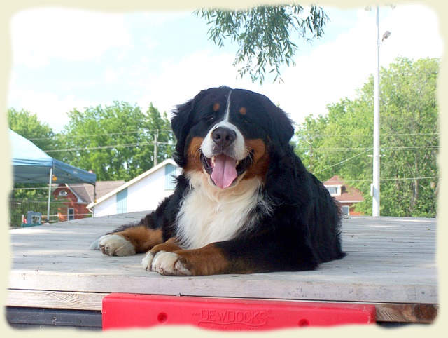 Bouvier Bernois - Bernese Mountain Dog -Prince