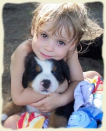 Bouvier Bernois et enfant - Bernese Mountain Dog