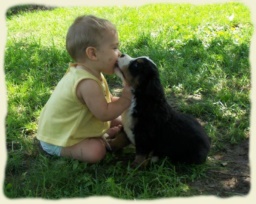 Bouvier Bernois et bébé - Bernese Mountain Dog