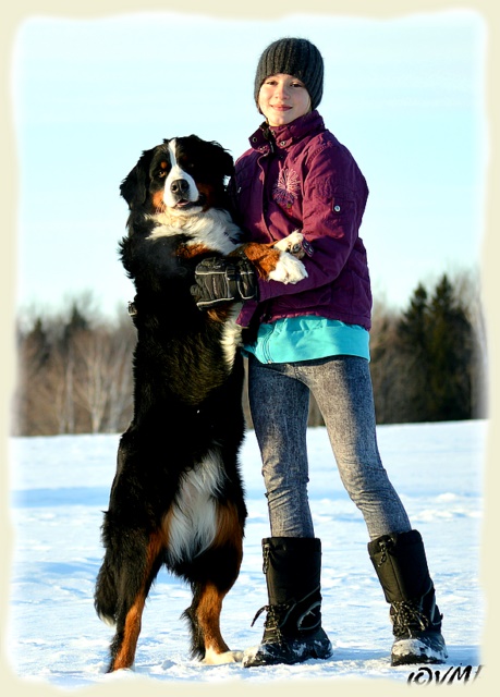 Bouvier Bernois - Bernese Mountain Dog -Prince