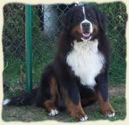 Bernese Mountain Dog - Eulis