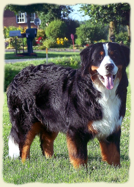 Bouvier Bernois - Bernese Mountain Dog -Prince