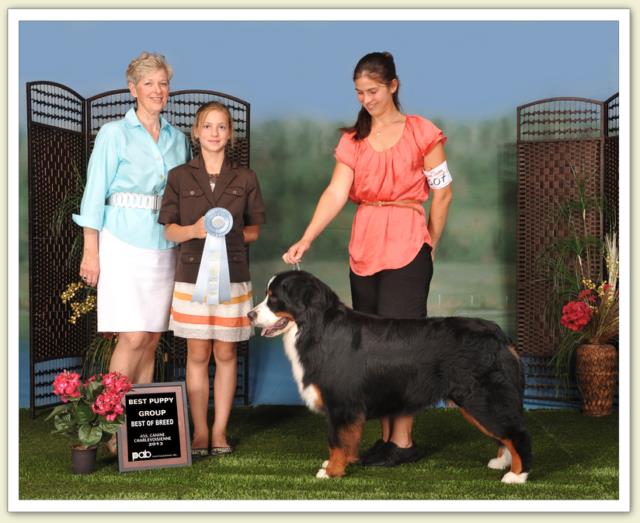 Bouvier Bernois - Bernese Mountain Dog - Prince