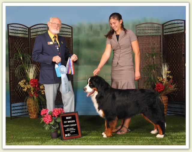 Bouvier Bernois - Bernese Mountain Dog - Prince