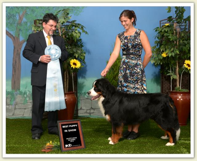 Bouvier Bernois - Bernese Mountain Dog - Prince