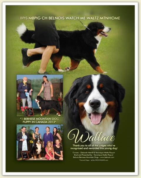 Bouvier Bernois - Bernese Mountain Dog - Prince