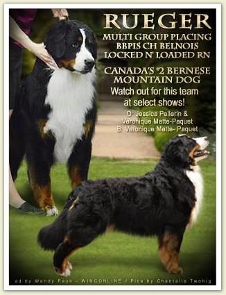 Bouvier Bernois - Bernese Mountain Dog - Prince