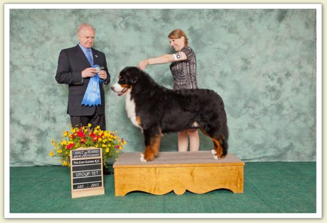 Bouvier Bernois - Bernese Mountain Dog - Prince