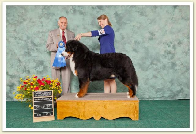 Bouvier Bernois - Bernese Mountain Dog - Prince