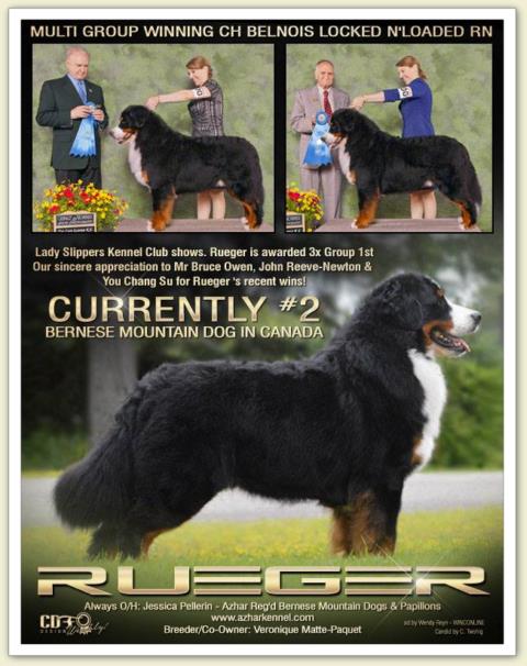 Bouvier Bernois - Bernese Mountain Dog - Prince