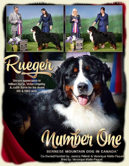 Bouvier Bernois - Bernese Mountain Dog -Prince