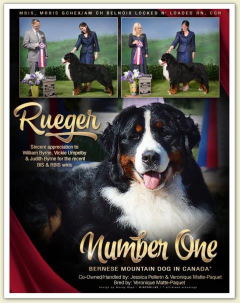 Bouvier Bernois - Bernese Mountain Dog - Prince