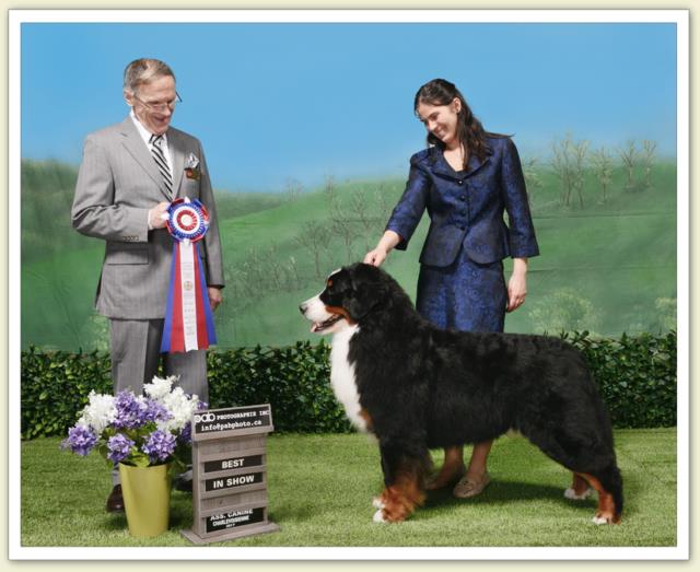 Bouvier Bernois - Bernese Mountain Dog - Prince