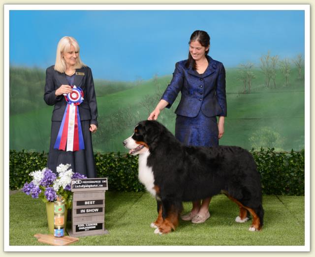 Bouvier Bernois - Bernese Mountain Dog - Prince