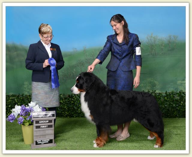 Bouvier Bernois - Bernese Mountain Dog - Prince