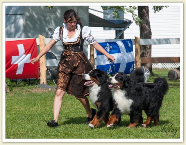 Bouvier Bernois - Bernese Mountain Dog - Prince