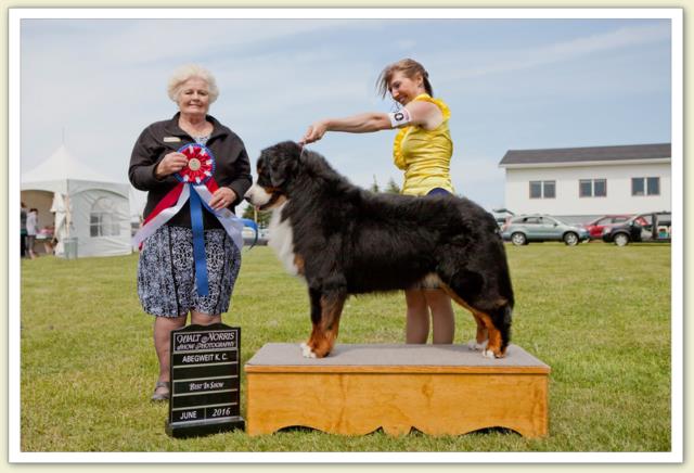 Bouvier Bernois - Bernese Mountain Dog - Prince