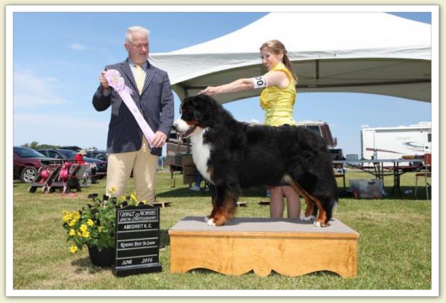 Bouvier Bernois - Bernese Mountain Dog - Prince