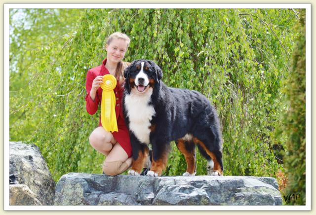 Bouvier Bernois - Bernese Mountain Dog - Prince