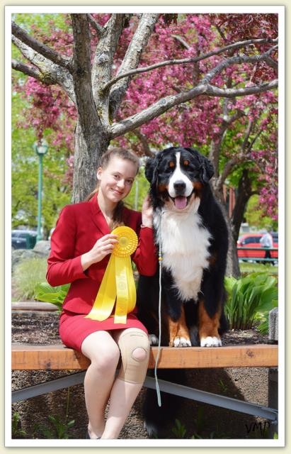 Bouvier Bernois - Bernese Mountain Dog - Prince